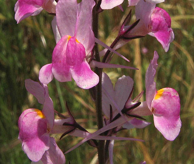 Detailed Picture 1 of Linaria maroccana