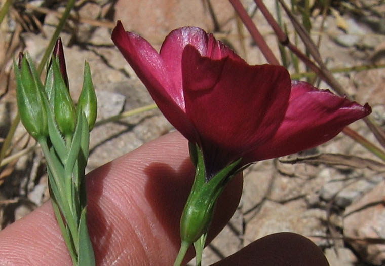 Detailed Picture 2 of Linum grandiflorum