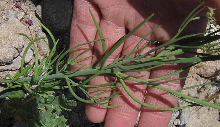 Detailed Picture 6 of Linaria maroccana