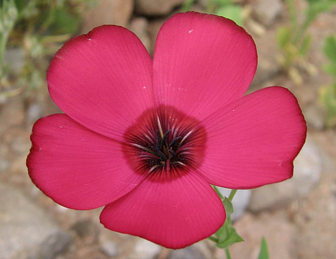 Detailed Picture 1 of Linum grandiflorum