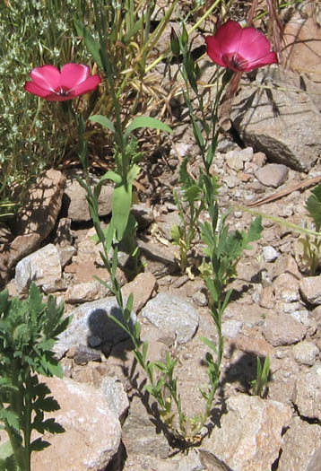 Detailed Picture 3 of Linum grandiflorum