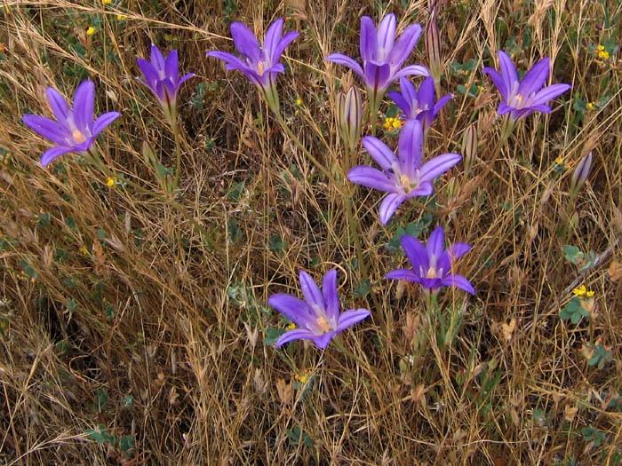 Detailed Picture 8 of Brodiaea terrestris ssp. kernensis