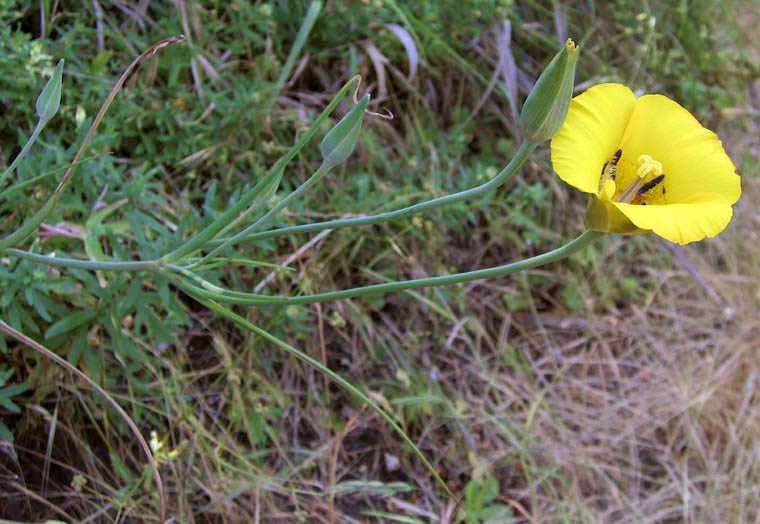 Detailed Picture 6 of Calochortus clavatus var. pallidus