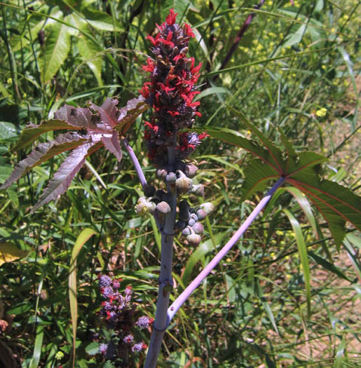 Detailed Picture 4 of Ricinus communis