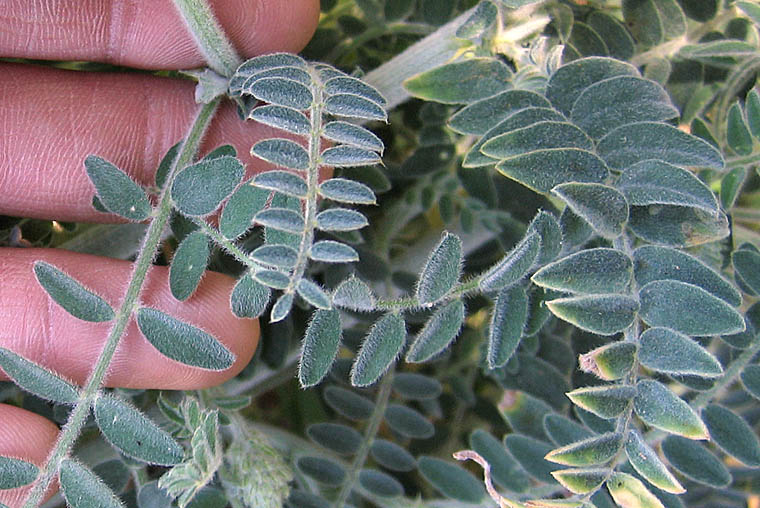 Detailed Picture 4 of Astragalus brauntonii