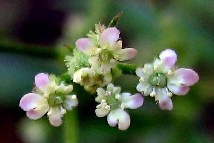 Detailed Picture 2 of Torilis arvensis