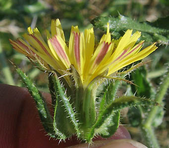 Detailed Picture 2 of Helminthotheca echioides