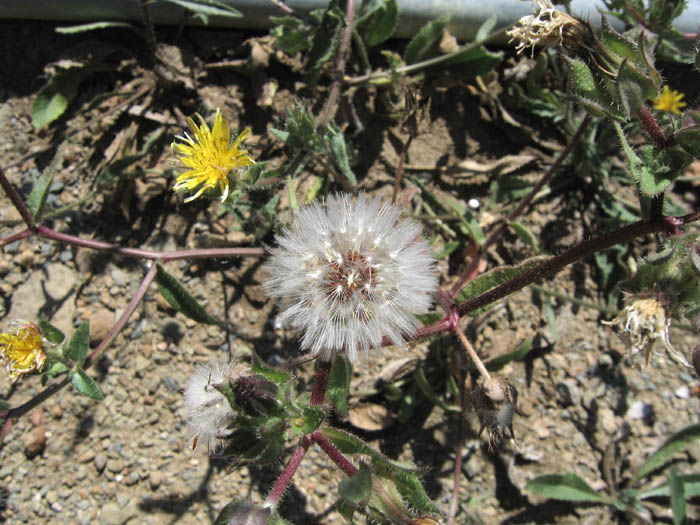 Detailed Picture 4 of Helminthotheca echioides