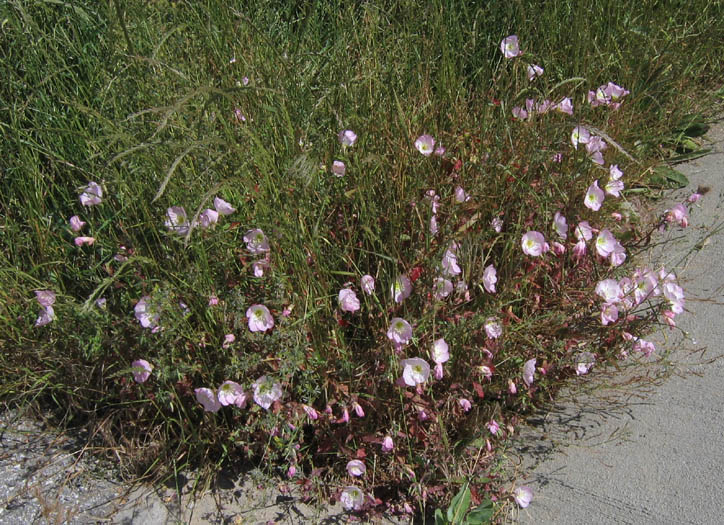 Detailed Picture 4 of Oenothera speciosa