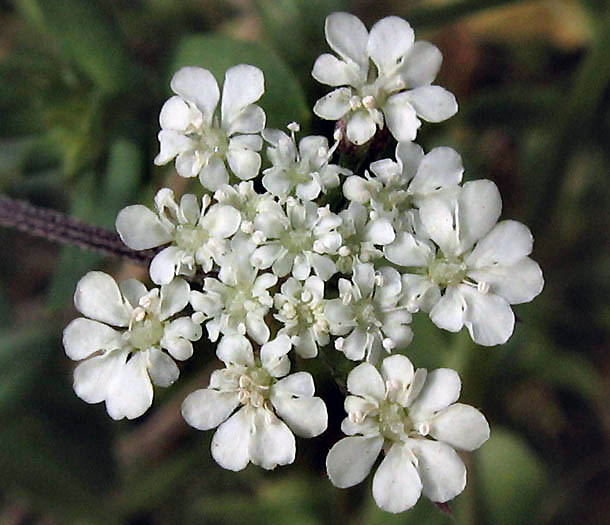 Detailed Picture 1 of Torilis arvensis