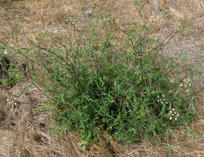 Detailed Picture 6 of Torilis arvensis