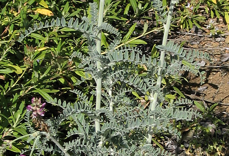 Detailed Picture 5 of Astragalus brauntonii