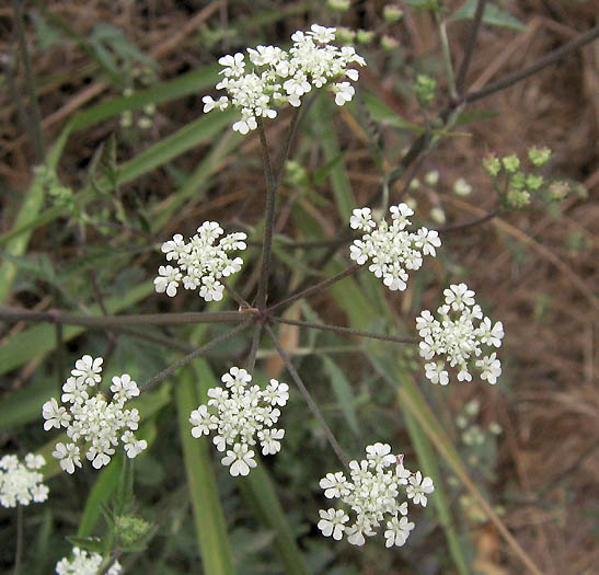 Detailed Picture 4 of Torilis arvensis