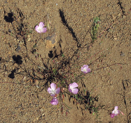 Detailed Picture 6 of Clarkia bottae