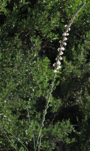 Detailed Picture 5 of Antirrhinum coulterianum