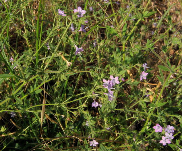 Detailed Picture 4 of Allophyllum glutinosum