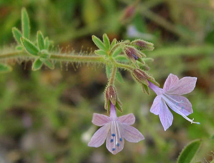 Detailed Picture 2 of Allophyllum glutinosum