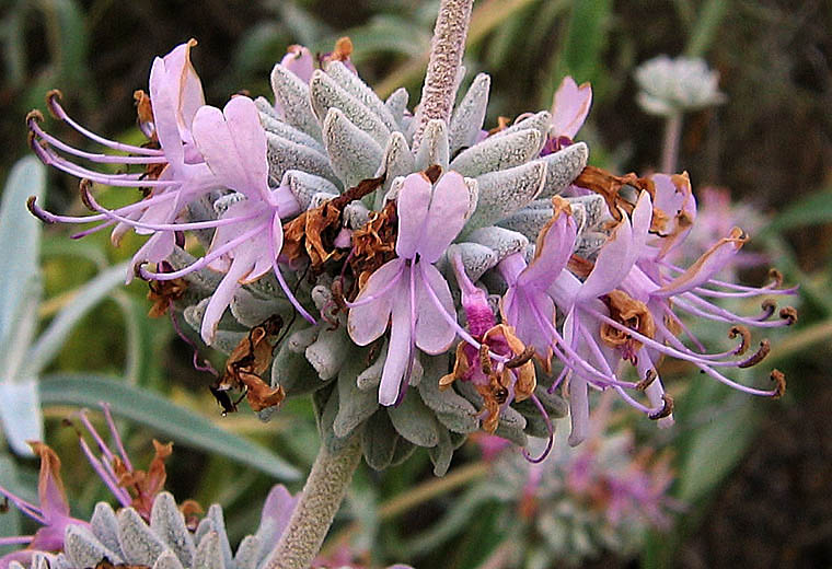 Detailed Picture 1 of Salvia leucophylla