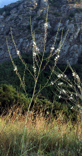 Detailed Picture 3 of Chlorogalum pomeridianum var. pomeridianum