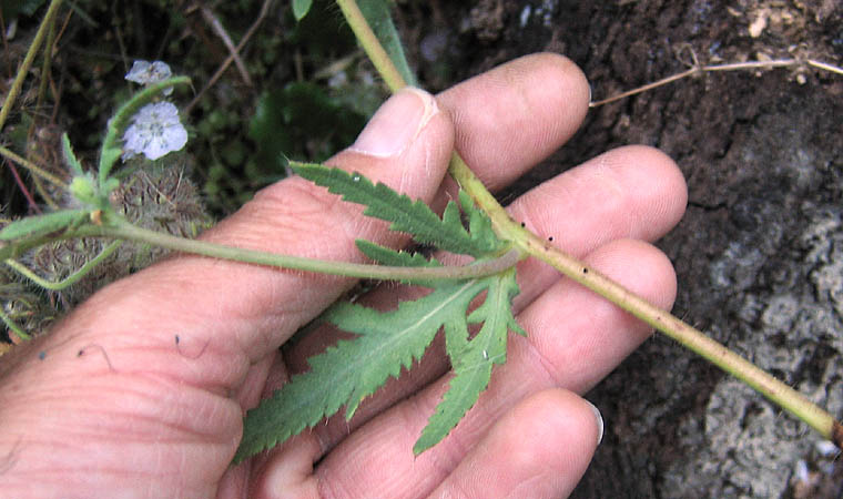 Detailed Picture 3 of Papaver rhoeas