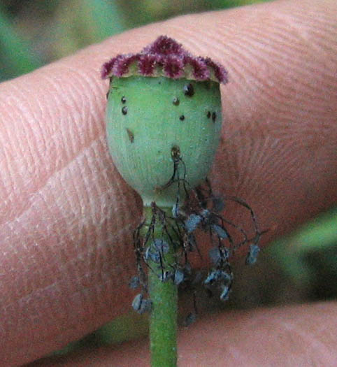 Detailed Picture 4 of Papaver rhoeas