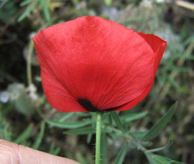 Detailed Picture 2 of Papaver rhoeas