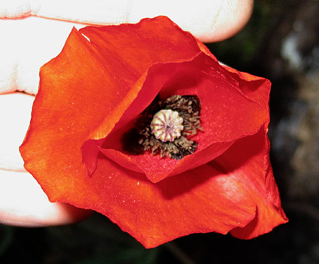 Detailed Picture 1 of Papaver rhoeas