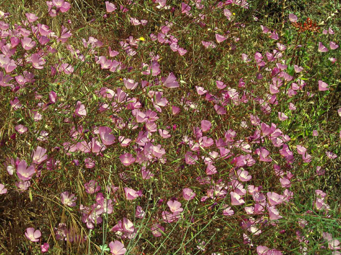 Detailed Picture 7 of Clarkia bottae