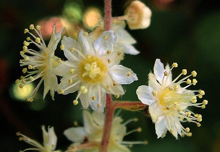 Detailed Picture 1 of Holodiscus discolor var. discolor