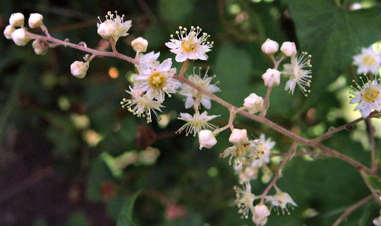 Detailed Picture 2 of Holodiscus discolor var. discolor