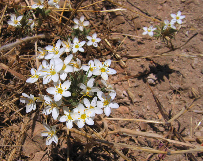 Detailed Picture 5 of Leptosiphon parviflorus