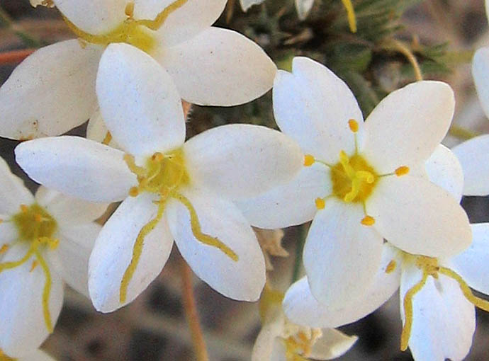 Detailed Picture 2 of Leptosiphon parviflorus