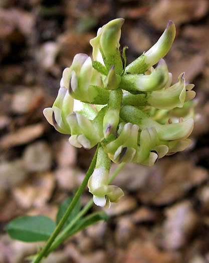 Detailed Picture 2 of Rupertia physodes