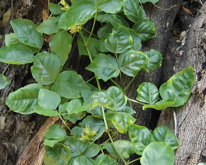 Detailed Picture 3 of Rupertia physodes