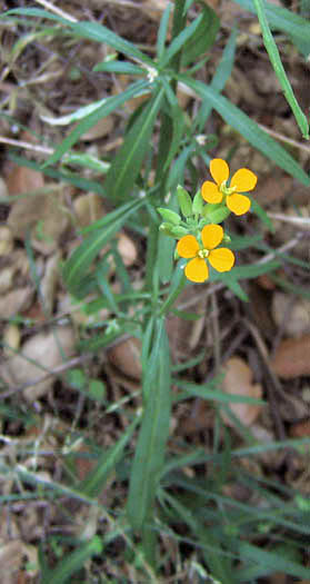 Detailed Picture 4 of Erysimum capitatum var. capitatum