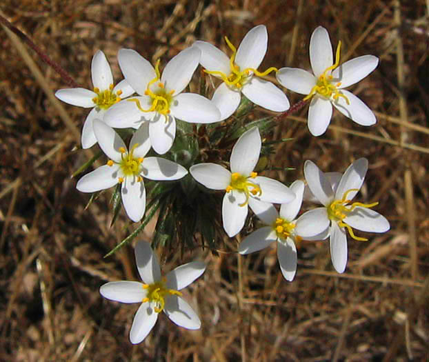 Detailed Picture 4 of Leptosiphon parviflorus