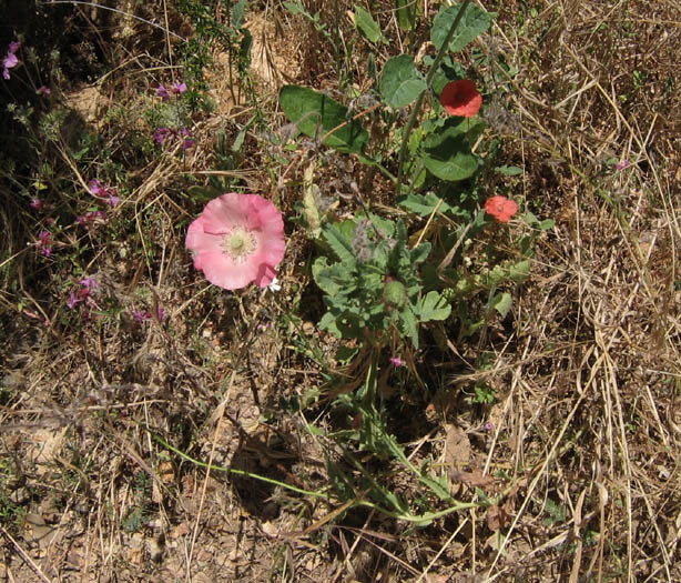 Detailed Picture 5 of Papaver rhoeas