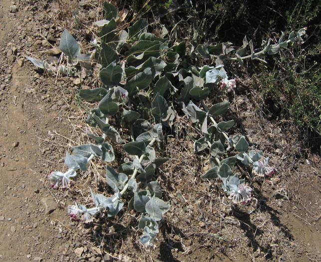 Detailed Picture 4 of Asclepias californica