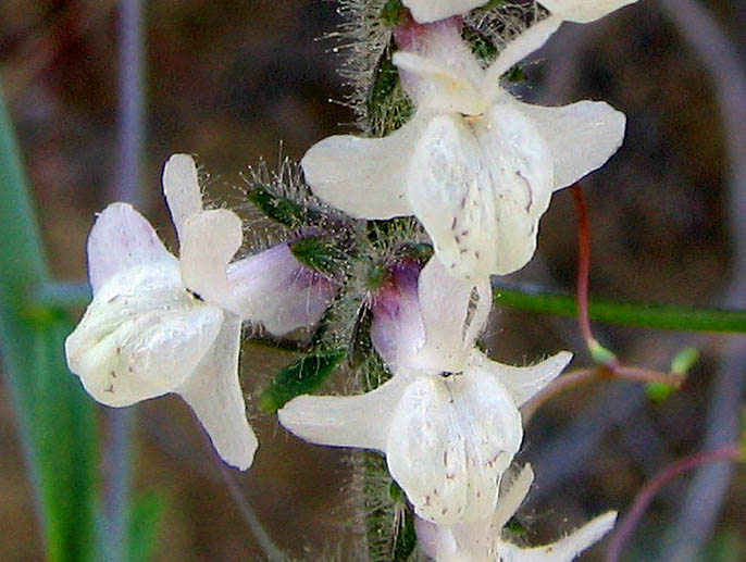 Detailed Picture 2 of Antirrhinum coulterianum