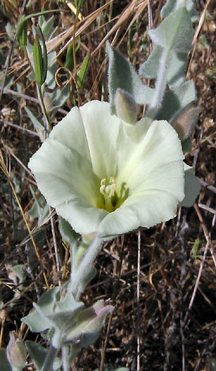 Detailed Picture 3 of Calystegia collina ssp. venusta