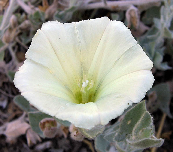 Detailed Picture 1 of Calystegia collina ssp. venusta