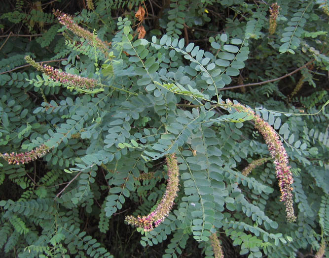 Detailed Picture 3 of Amorpha californica var. californica