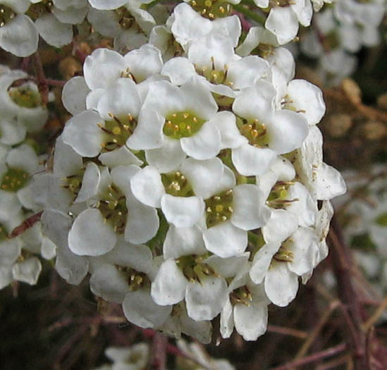 Detailed Picture 3 of Lobularia maritima