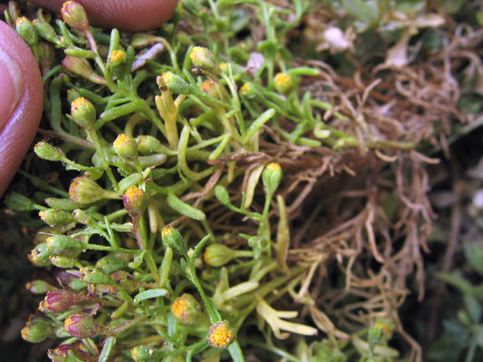 Detailed Picture 2 of Amblyopappus pusillus