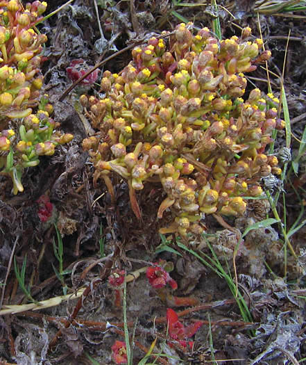 Detailed Picture 3 of Amblyopappus pusillus