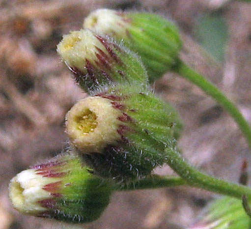 Detailed Picture 1 of Erigeron bonariensis