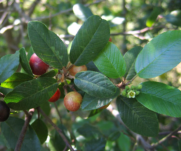 Detailed Picture 5 of Frangula californica ssp. californica