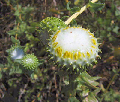 Detailed Picture 5 of Grindelia camporum