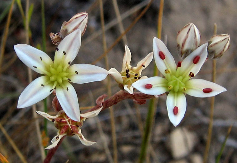 Detailed Picture 1 of Dudleya blochmaniae ssp. blochmaniae