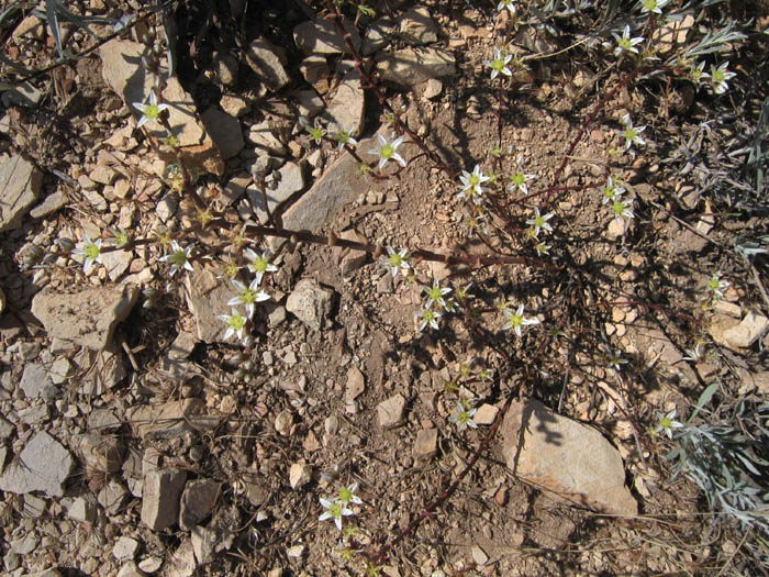 Detailed Picture 3 of Dudleya blochmaniae ssp. blochmaniae